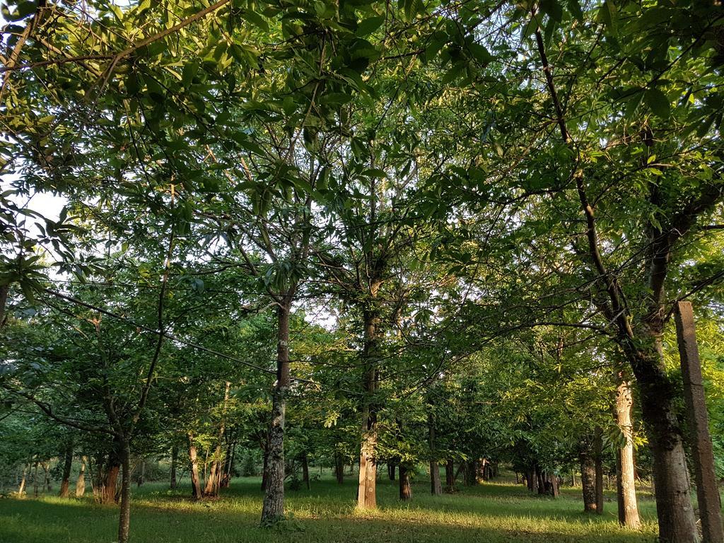 Glamping Frog Farm Foz do Sousa